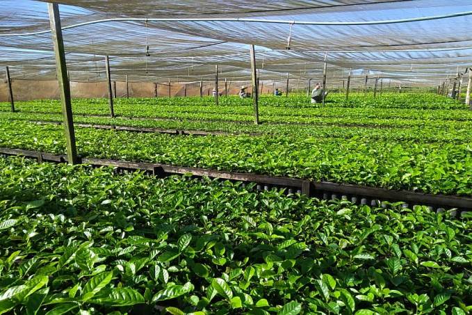 Projeto 'Rede Estadual de Avaliação de Clones de Café em Rondônia' viabiliza melhoramento genético - News Rondônia