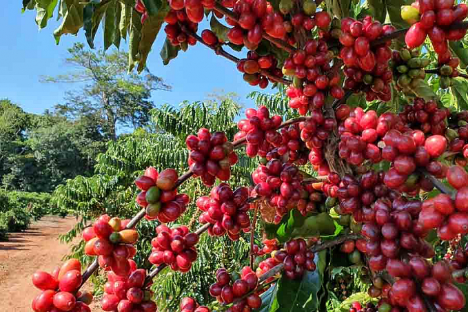Cafeicultura da Amazônia recebe primeira Denominação de Origem para cafés canéforas sustentáveis do mundo - News Rondônia