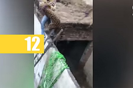 LEOPARDO ENTRA EM ÁREA RESIDENCIAL E ATACA PESSOAS NA ÍNDIA - VÍDEO - News Rondônia