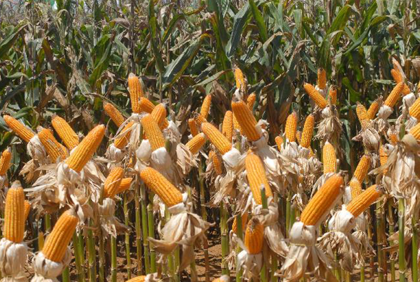 PAÍS TEM SAFRA RECORDE DE FRUTAS, CEREAIS, LEGUMINOSAS E OLEAGINOSAS - News Rondônia