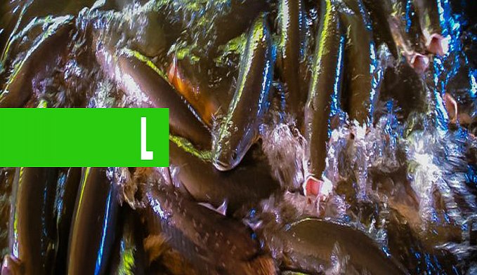 CAPACITAÇÃO ESTUDA ESPÉCIES DE PEIXES NO RIO MADEIRA E ALERTA À IMPORTÂNCIA DE IDENTIFICAR INVASORES - News Rondônia