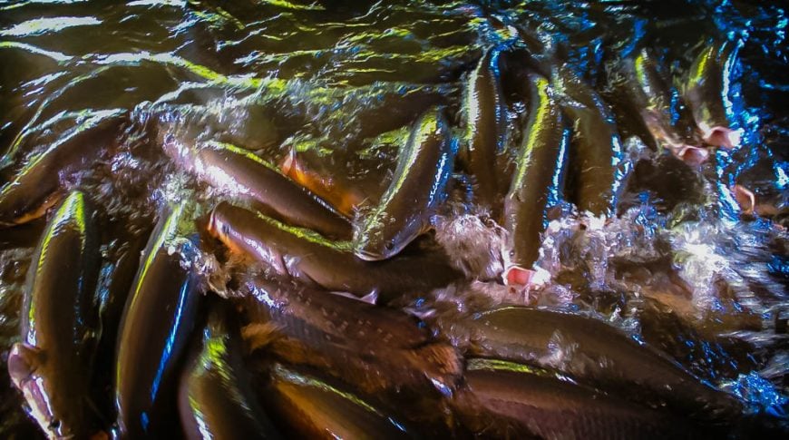 CAPACITAÇÃO ESTUDA ESPÉCIES DE PEIXES NO RIO MADEIRA E ALERTA À IMPORTÂNCIA DE IDENTIFICAR INVASORES - News Rondônia