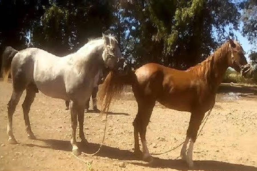 Membros do Comando Vermelho invadem fazenda e estupram bezerras e éguas em MT - News Rondônia