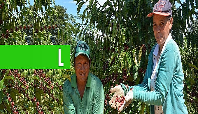 RONDÔNIA: PESQUISA AJUDA INDÍGENAS A PRODUZIR CAFÉ COM QUALIDADE - News Rondônia