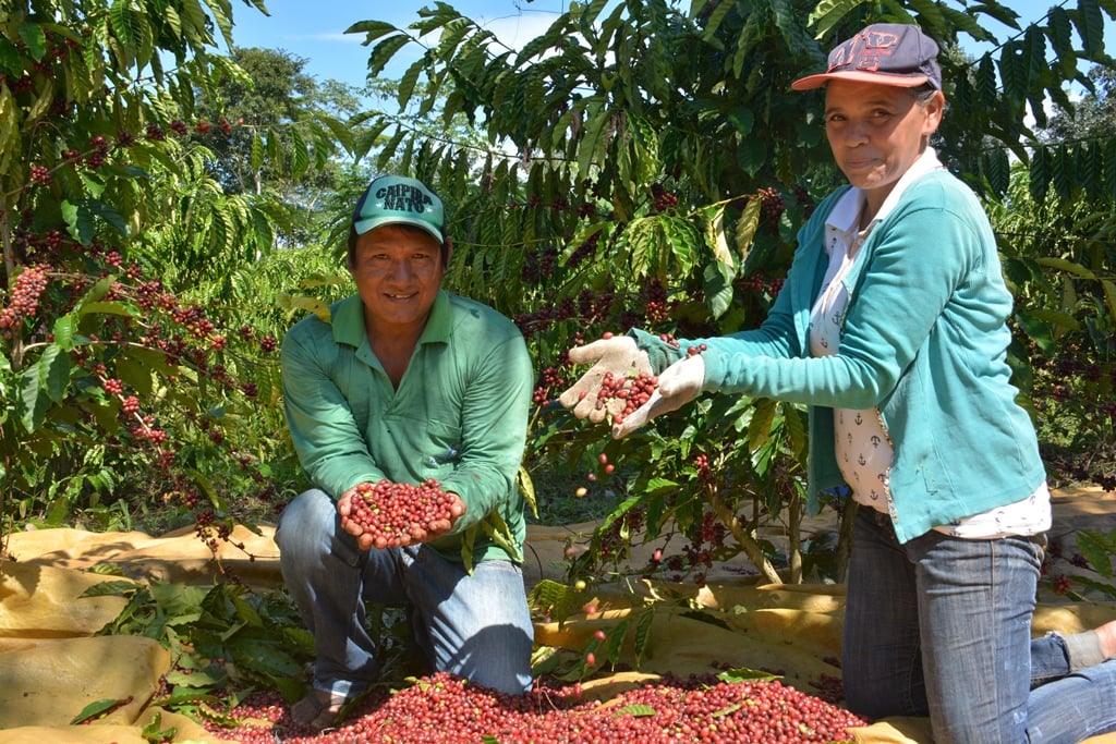 RONDÔNIA: PESQUISA AJUDA INDÍGENAS A PRODUZIR CAFÉ COM QUALIDADE - News Rondônia