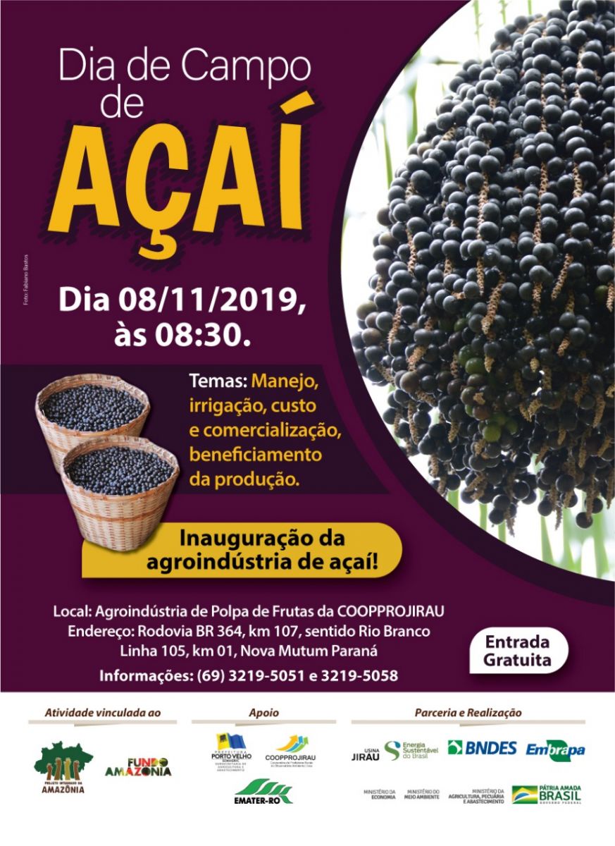 DIA DE CAMPO DE AÇAÍ ACONTECE DIA OITO DE NOVEMBRO EM PORTO VELHO - News Rondônia