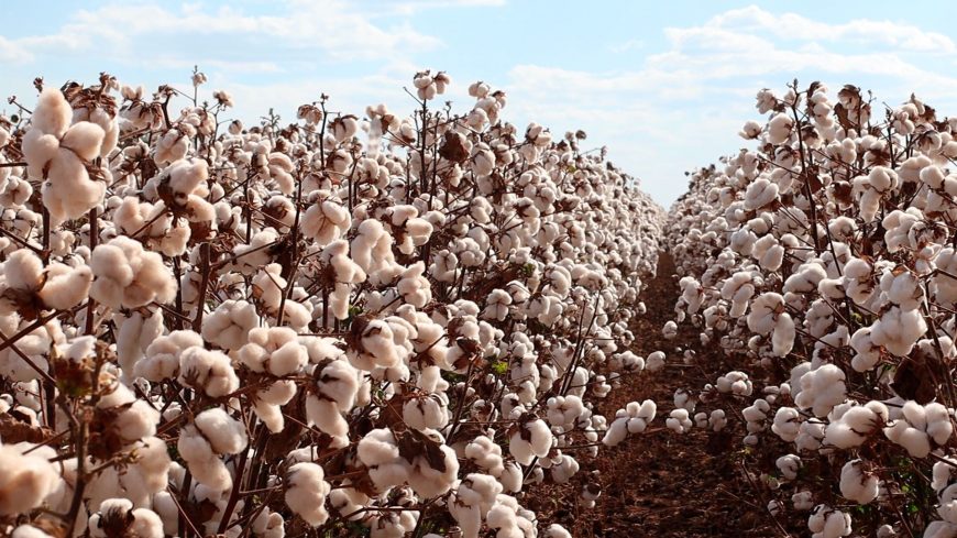 Área plantada com os principais grãos produzidos em Rondônia deve apresentar variação positiva de 5,9% na safra 2021 - News Rondônia