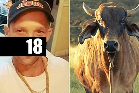 CUIDADOR DE ANIMAIS LEVA COICE MUITO FORTE E MORRE EM RODEIO NO INTERIOR DE SÃO PAULO - News Rondônia