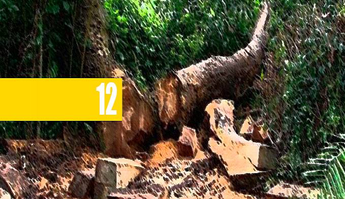 MAIS UM TRABALHADOR É ESMAGADO POR ÁRVORE DURANTE DERRUBADA EM UNIÃO BANDEIRANTES - News Rondônia
