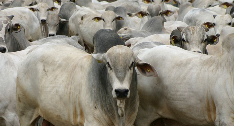 IDARON ATENDEU QUASE TRÊS MIL PECUARISTAS COM EMISSÃO DE GTA NA SEXTA-FEIRA DO FERIADÃO EM RONDÔNIA - News Rondônia