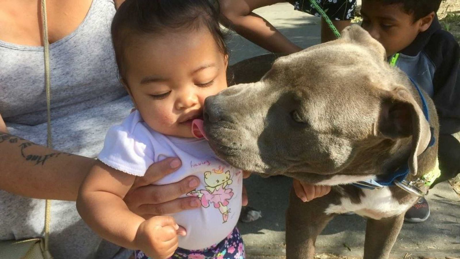 PITBULL PUXA BEBÊ PELA FRALDA PARA SALVÁ-LA DE INCÊNDIO - VÍDEO - News Rondônia