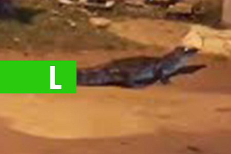 JACARÉ APARECE COMO GATO NAS RUAS DE GUAJARÁ MIRIM - VEJA VÍDEO - News Rondônia