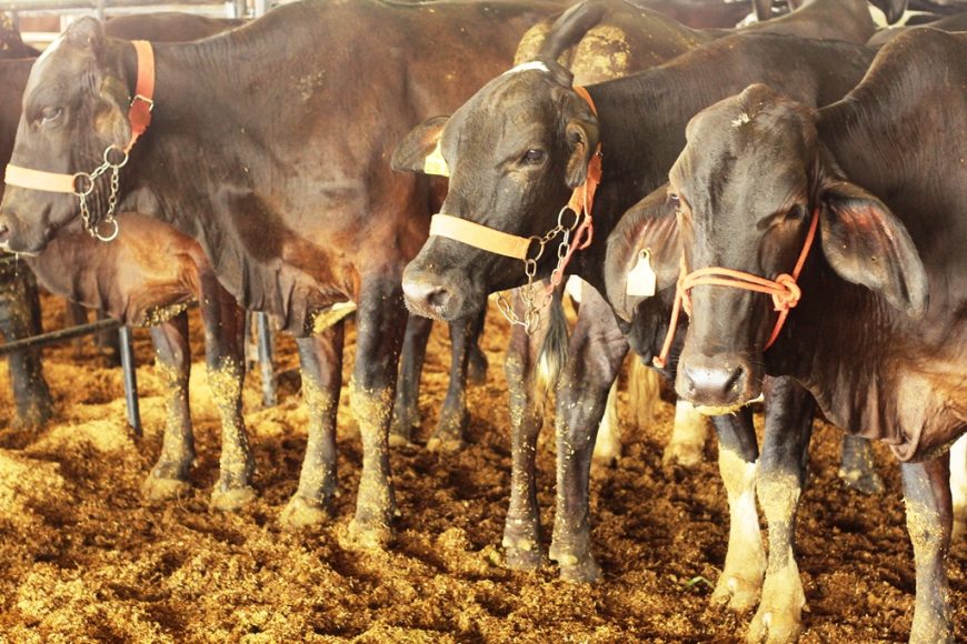 2ª RONDOLEITE TEM PROGRAMAÇÃO VARIADA COM PALESTRAS, EXPOSIÇÃO DE ANIMAIS E DEBATES SOBRE A CADEIA PRODUTIVA - News Rondônia
