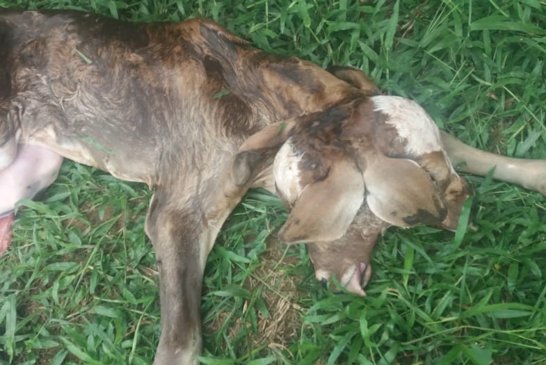 BEZERRO DE DUAS CABEÇAS NASCE NA ZONA RURAL DE JI-PARANÁ - News Rondônia
