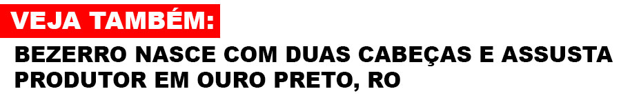 BEZERRO DE DUAS CABEÇAS NASCE NA ZONA RURAL DE JI-PARANÁ - News Rondônia