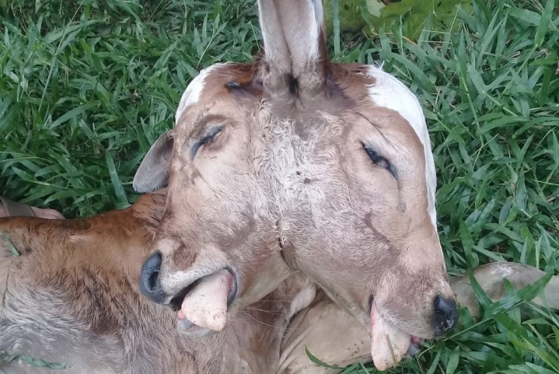 BEZERRO DE DUAS CABEÇAS NASCE NA ZONA RURAL DE JI-PARANÁ - News Rondônia