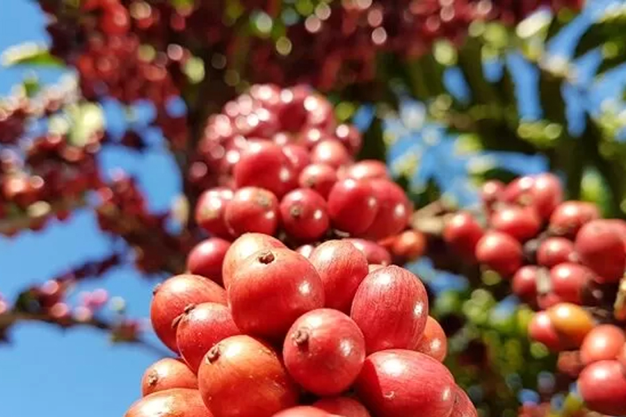 Embrapa Rondônia divulga propriedades e clones selecionados para participar da Rede de Avaliação de Clones de Café - News Rondônia