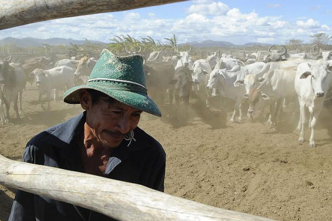 Brasil inicia 2ª etapa da campanha de vacinação contra febre aftosa - News Rondônia