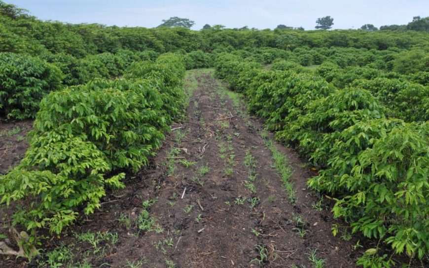 SAFRA DO CAFÉ PARA 2020 DEVE ULTRAPASSAR DOIS MILHÕES DE SACAS EM RONDÔNIA - News Rondônia