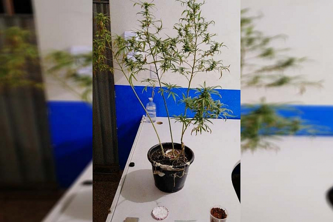 Homem que cultivava pés de maconha em casa é preso pela Policia Militar - News Rondônia