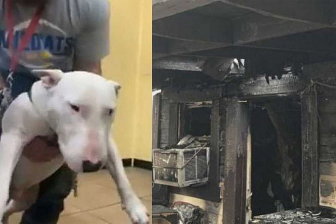 Bull Terrier herói alerta sobre incêndio em casa e salva vida do dono - News Rondônia