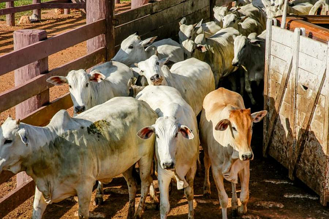 PECUÁRIA - Pecuaristas de Rondônia têm até 30 de novembro para apresentar declaração do rebanho, alerta Idaron - News Rondônia