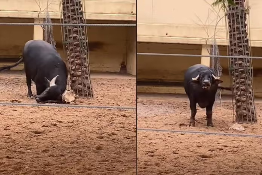 Búfalo ajuda tartaruga com casco virado e viraliza - Assista! - News Rondônia