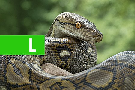 SIGNIFICADO DE SONHAR COM COBRAS - News Rondônia