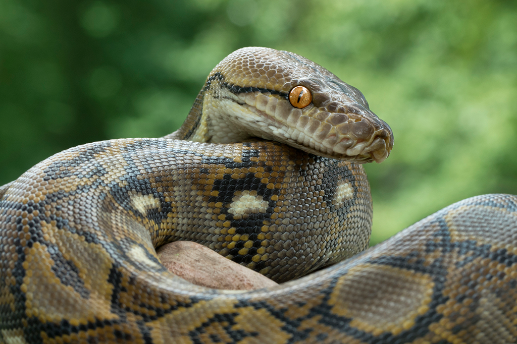 SIGNIFICADO DE SONHAR COM COBRAS - News Rondônia