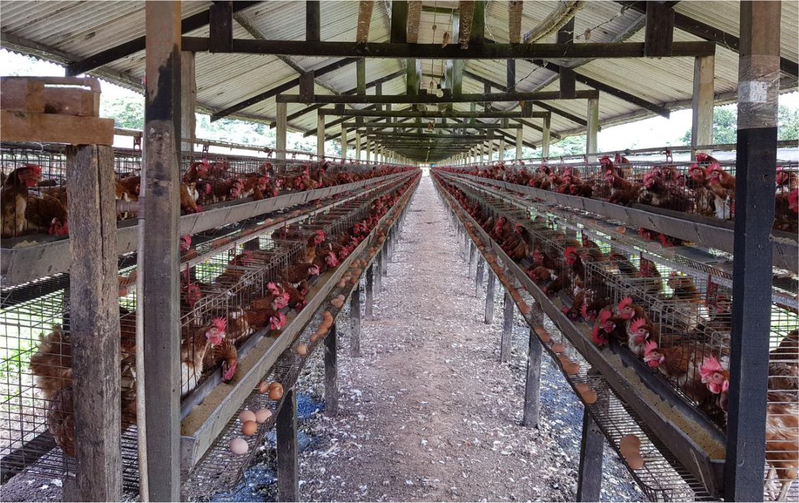 Política de incentivo do Governo de Rondônia, prevê a valorização da produção agrícola local - News Rondônia