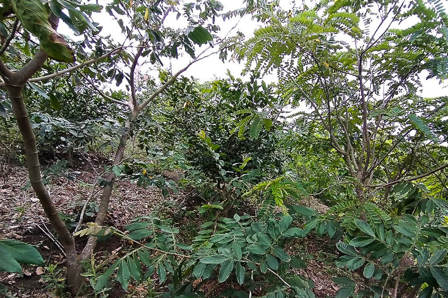 Cientistas contam espécies de árvores, mais de 40% na América do Sul - News Rondônia