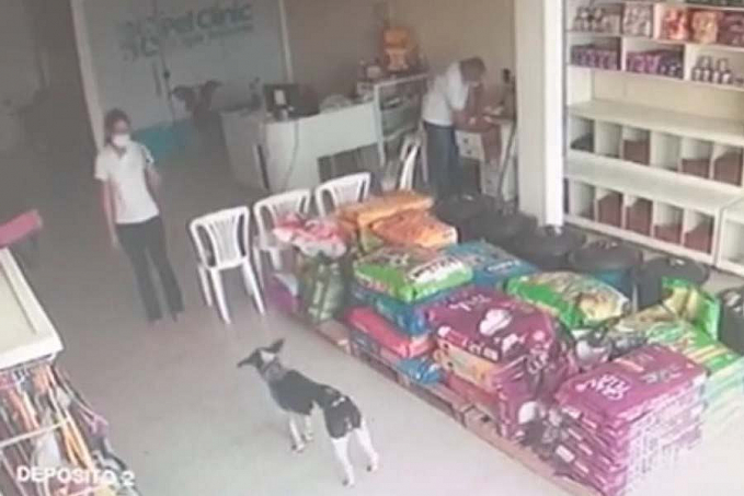 Com ferimento grave, cachorro entra em clínica veterinária e recebe cuidados - News Rondônia