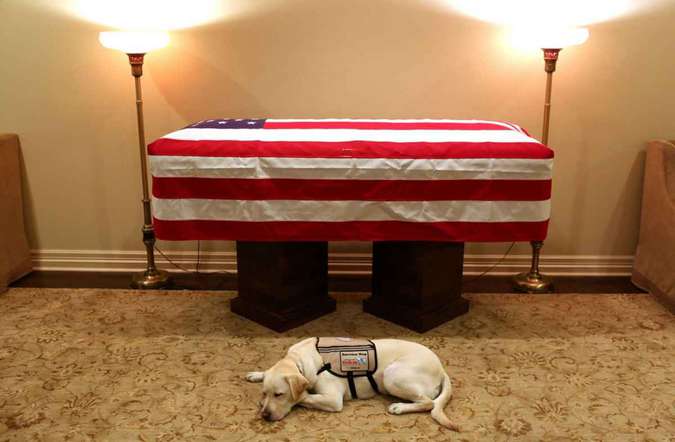 CÃO DE GEORGE H. W. BUSH FICA AO LADO DO CAIXÃO DO EX-PRESIDENTE DOS EUA - News Rondônia