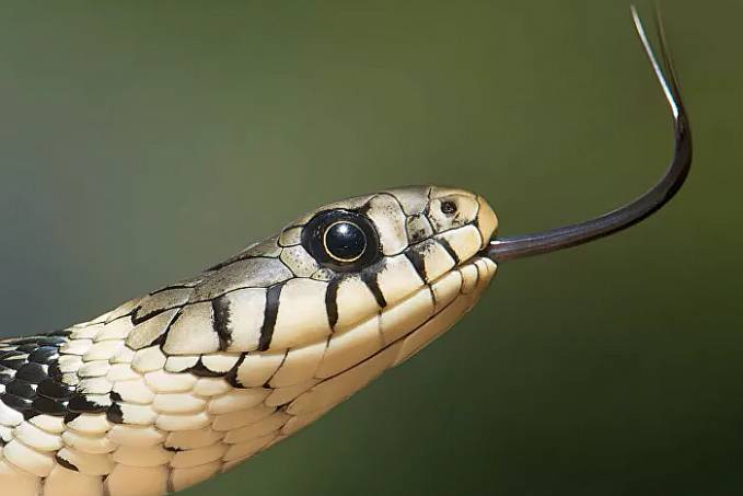 Cientistas russos encontram componente no veneno de cobra que bloqueia o coronavírus - News Rondônia