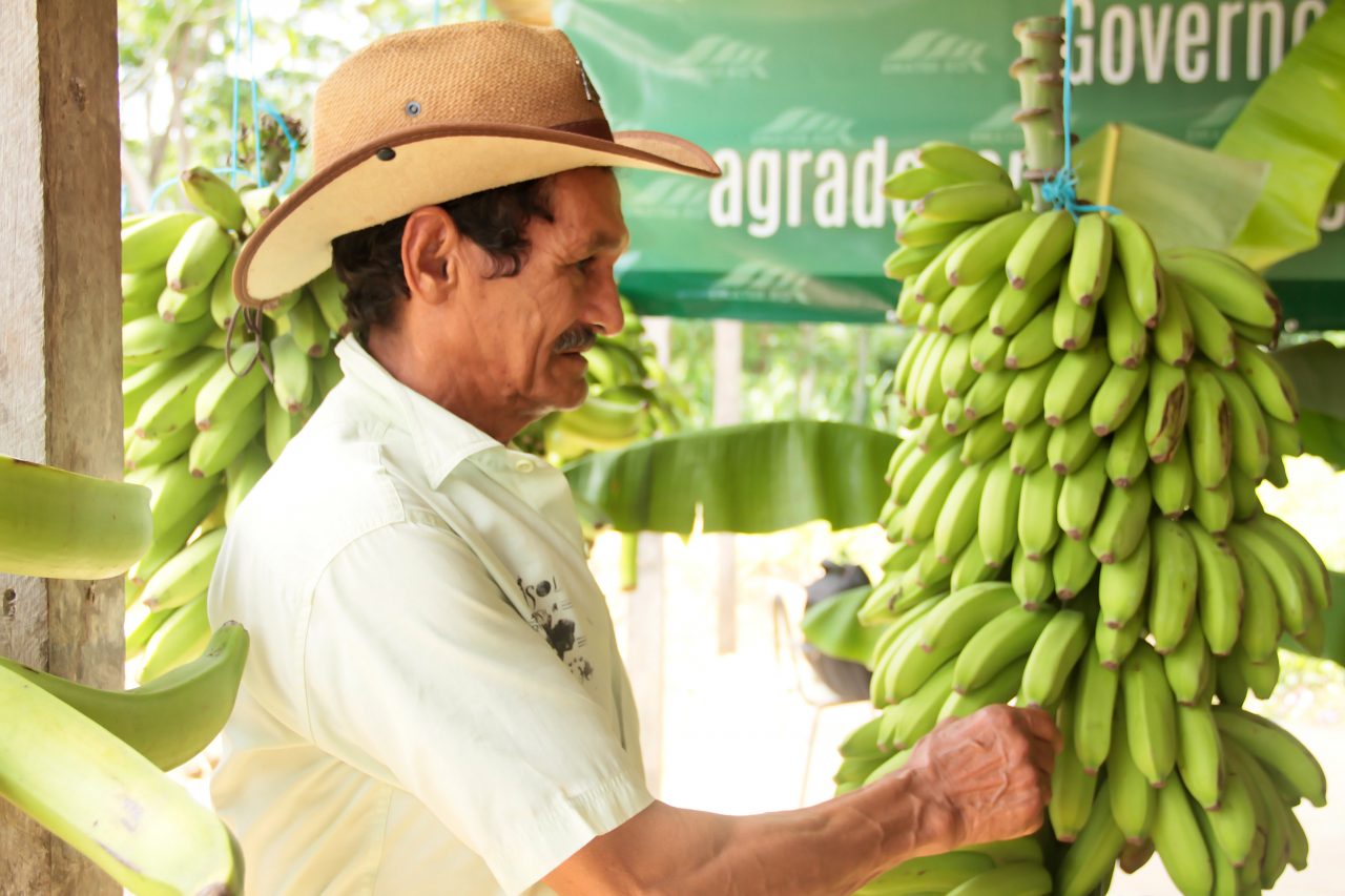 FESTIVAL FORTALECE A PRODUÇÃO DE BANANA EM CUJUBINZINHO E DEBATE MEDIDAS CONTRA PRAGAS E FUNGOS - News Rondônia