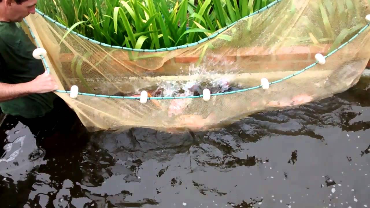 PISCICULTURA EM TANQUES-REDE EM RONDÔNIA - POR ANTÔNIO DE ALMEIDA SOBRINHO - News Rondônia