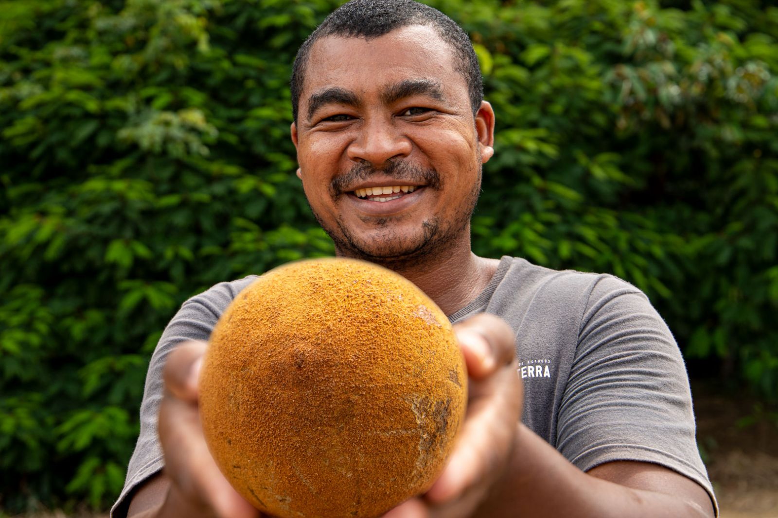 Agricultura Familiar - Pequenos agricultores recebem meio milhão de mudas de cacau - News Rondônia