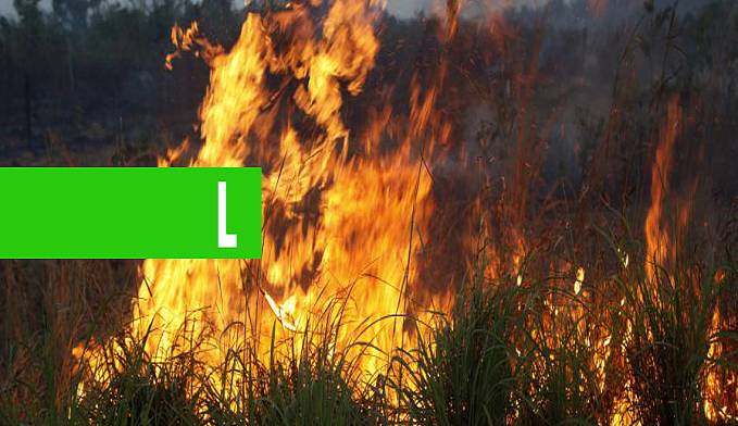 OPERAÇÃO HILÉIA 1 PRETENDE COMBATER QUEIMADAS E DESMATAMENTOS EM RONDÔNIA - News Rondônia