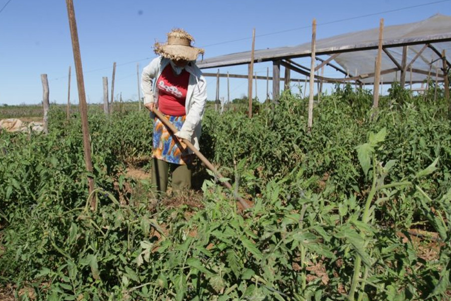 Emater e Basa renovam parceria e traçam estratégias para atender projetos de desenvolvimento do setor produtivo - News Rondônia
