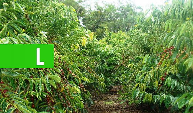 FORTALECIMENTO - Governo investe em novas pastagens, café e cacau clonais para alavancar o setor produtivo da região de Ji-Paraná - News Rondônia