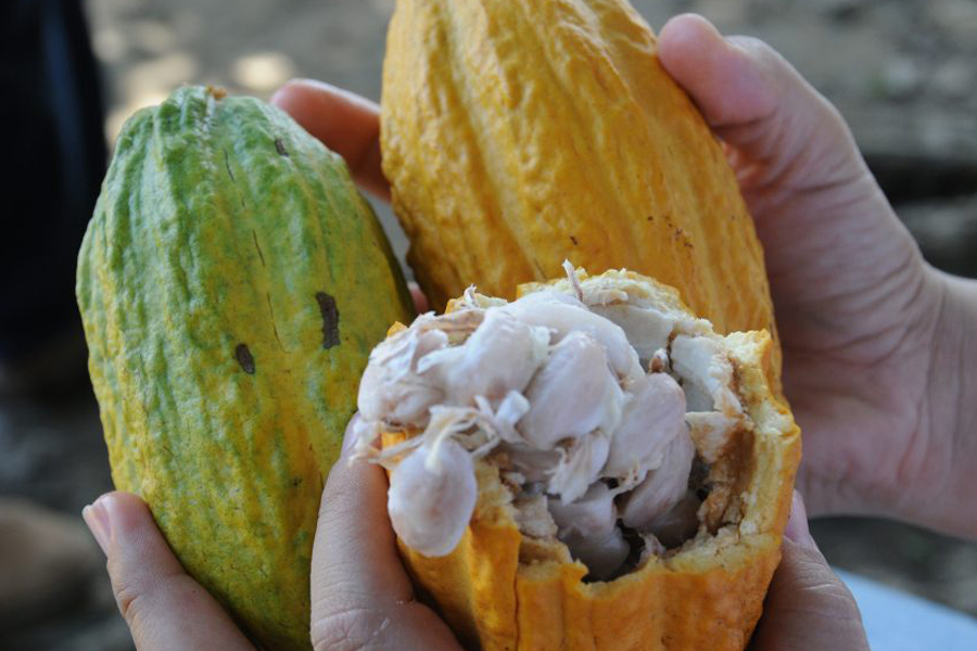 Com apoio do Governo de Rondônia, 1º Fórum Pró Cacau tem início nesta sexta-feira, 2 - News Rondônia