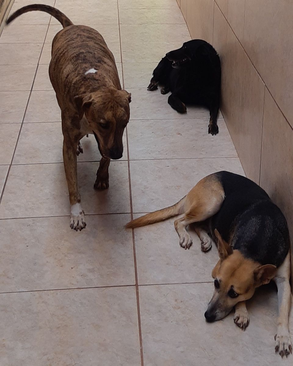 SEM VELÓRIO E SEM CORTEJO - UMA VIDA SEM HAPPY END - News Rondônia