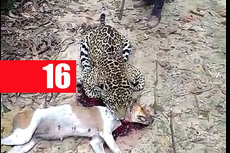 NA BALA: ONÇA ATACA CADELA E É EXECUTADA POR FAZENDEIRO - VEJA VÍDEO - News Rondônia