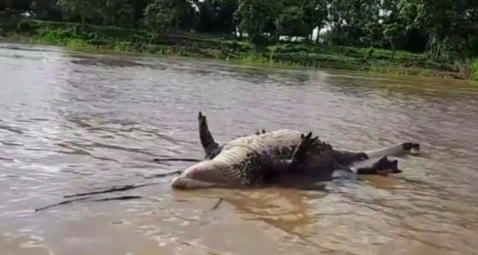 EM SENA, JACARÉ MORTO FLUTUA NO LEITO DO RIO IACO (VÍDEO) - News Rondônia