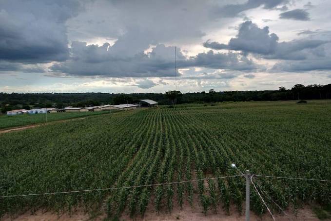 PRODUÇÃO - Alunos do Centro Abaitará aprendem técnicas de produção de silagem para alimentar gado leiteiro - News Rondônia