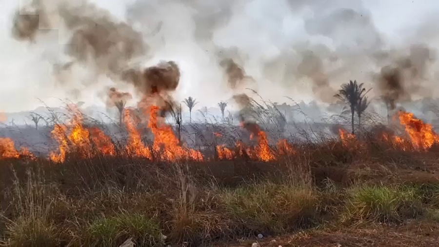 QUEIMADAS: FOGO DESTRÓI RESERVA ECOLÓGICA E COLOCA RONDÔNIA NA LIDERANÇA NO BRASIL - News Rondônia
