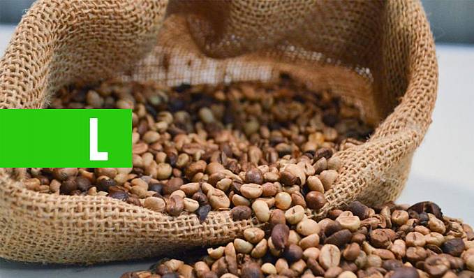CAFEICULTURA - Governo incentiva consumo de café rondoniense com maior introdução no comércio local - News Rondônia