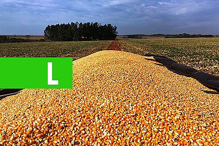 CONAB SEGUE COM LEILÕES PARA VENDA DE MILHO, COM A OFERTA DE MAIS 50 MIL TONELADAS - News Rondônia