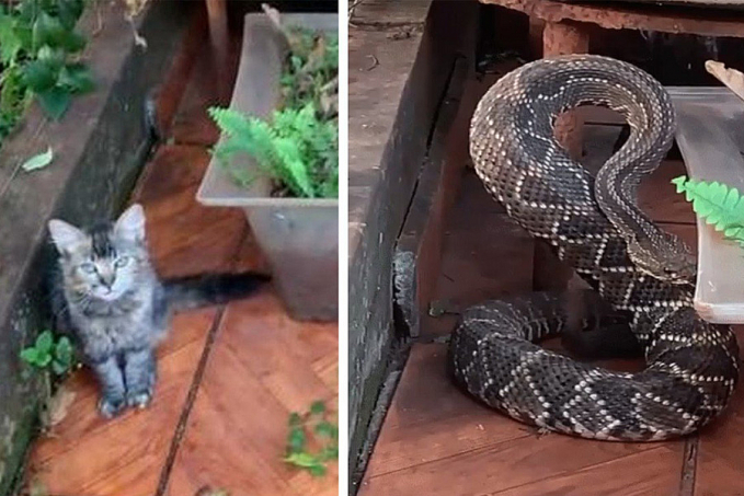 Gata 'salva' dono ao alertar sobre cobra cascavel em varanda de casa - News Rondônia