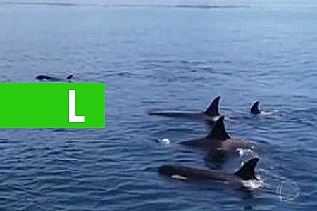 BALEIAS ORCAS SÃO FLAGRADAS EM PRAIA DO RIO DE JANEIRO E DESPERTAM CURIOSIDADE DE BANHISTAS- VÍDEO - News Rondônia